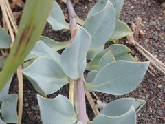 Mertensia maritima