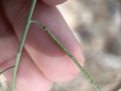 Boechera