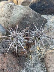 Corynopuntia invicta