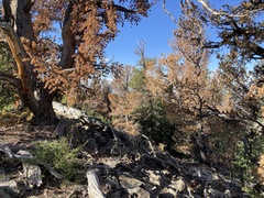 Pinus flexilis