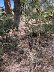Boechera