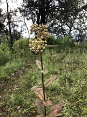 Asclepias similis
