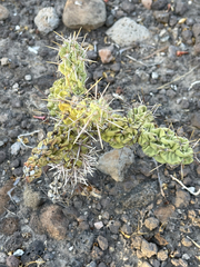 Cylindropuntia cholla