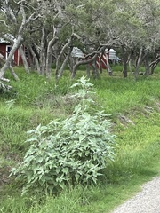 Helianthus argophyllus