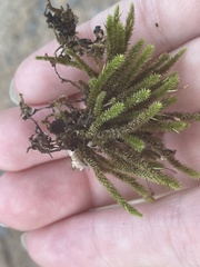 Hedwigia ciliata
