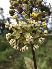 Asclepias similis