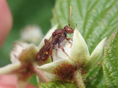 Nomada