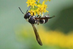 Ancistrocerus catskill