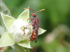 Nomada