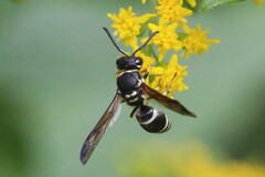 Ancistrocerus catskill