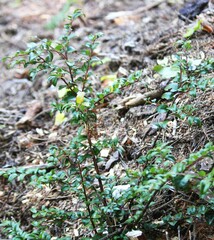 Vaccinium ovatum