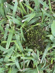 Hedwigia ciliata