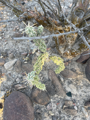 Cylindropuntia cholla