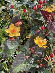 Hypericum androsaemum