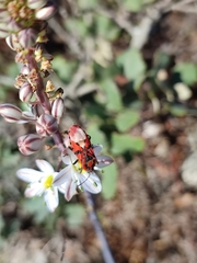 Spilostethus pandurus