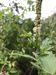 Phytolacca icosandra