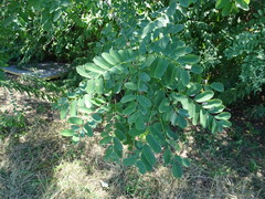 Chrysaster ostensackenella