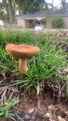 Tylopilus balloui