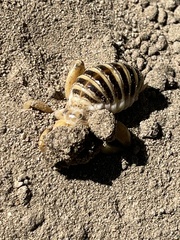 Ammopelmatus