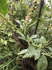Phytolacca icosandra