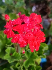 Pelargonium × hybridum