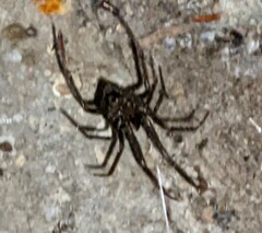 Steatoda grossa