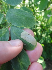 Chrysaster ostensackenella