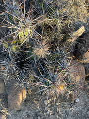 Corynopuntia invicta