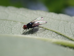 Seioptera