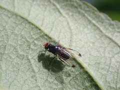 Seioptera