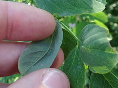 Chrysaster ostensackenella