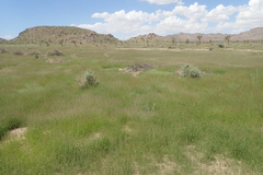 Bouteloua barbata barbata