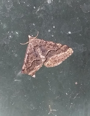 Frederickia s-signata