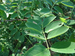 Chrysaster ostensackenella