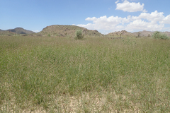 Bouteloua barbata barbata