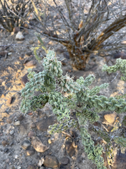 Cylindropuntia cholla