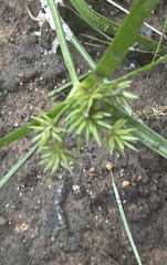 Cyperus croceus