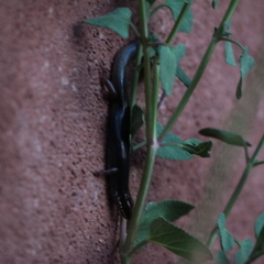 Plestiodon obsoletus