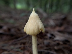 Entoloma murrayi