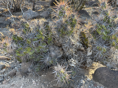 Corynopuntia invicta