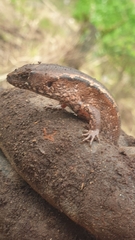 Gray's Ornate Skink photo 2