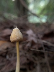 Entoloma murrayi