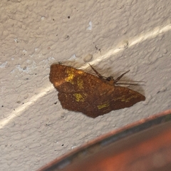 Periclina merana