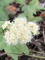 Spiraea betulifolia