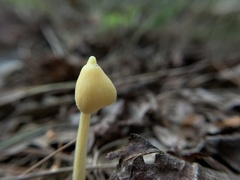 Entoloma murrayi