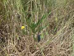 Crotalaria sagittalis