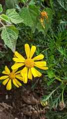 Euryops