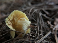 Entoloma murrayi