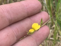 Crotalaria sagittalis