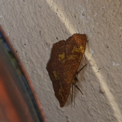 Periclina merana